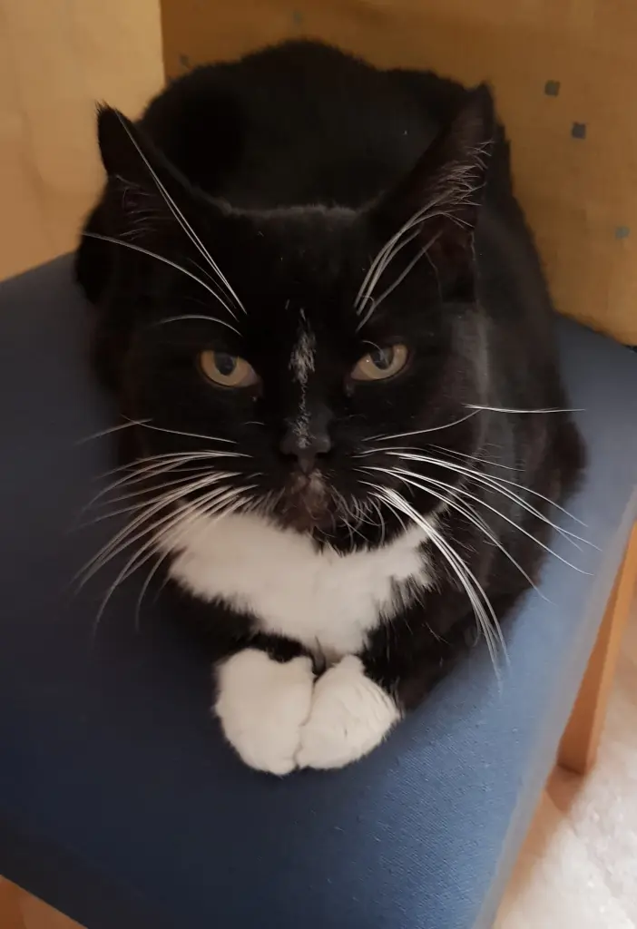 Andachtsbild von Ilse mit Tier-Sternlein Maja, Jule, Gismo, Fee und Minna im Herzen