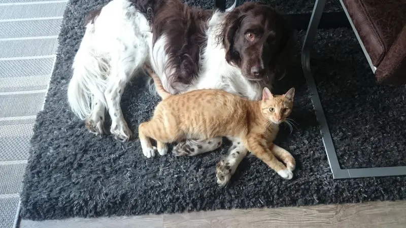 Andachtsbild von Susanne mit Birko, der gar nicht wirklich weg ist.
