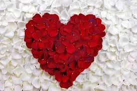 Andachtsbild von Sonntagsrosen von Jimmy