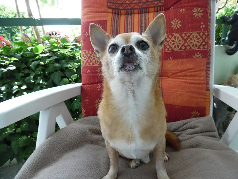 Andachtsbild von Dein Frauchen Irene und Jule