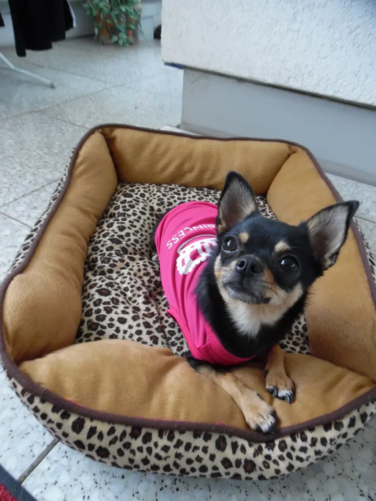 Andachtsbild von Jule