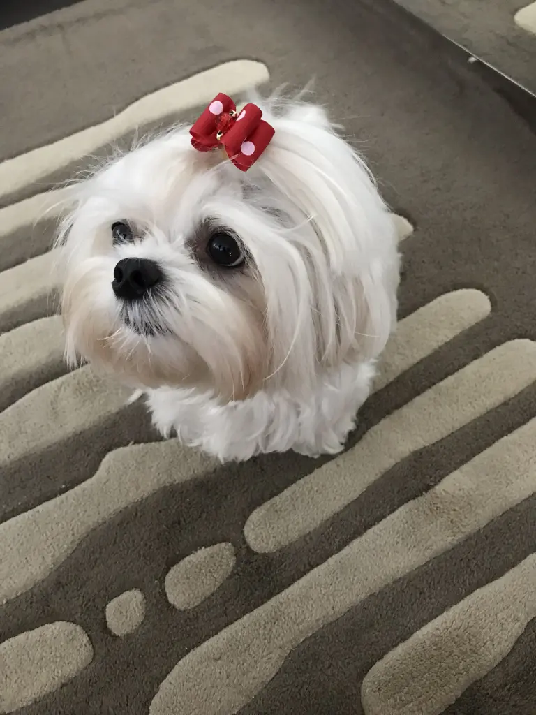 Andachtsbild von Aylin mit Honey im ❤️