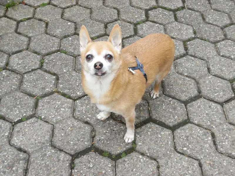 Andachtsbild von * 28 Monate * ohne Dich mein Herz-König und Seelenhund *JIMMY*