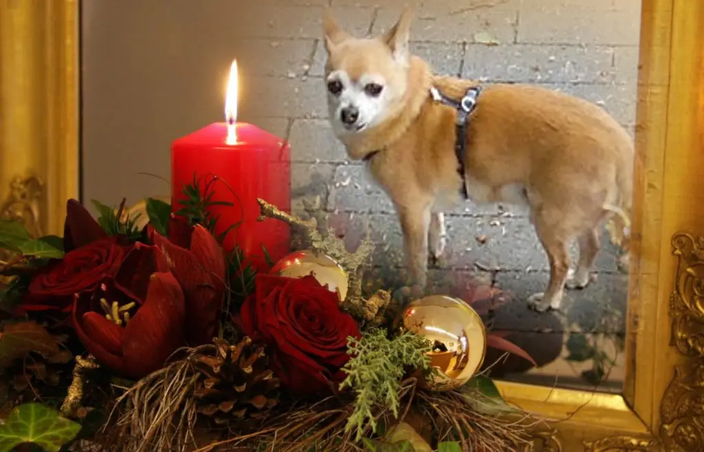 Andachtsbild von ❤️1. Advent❤️