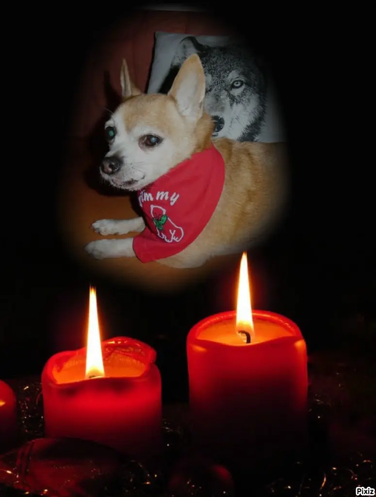 Andachtsbild von Purzel und Jimmy aus dem Regenbogenland 