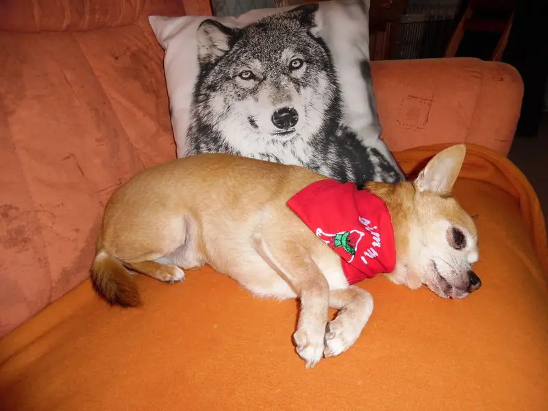 Andachtsbild von Adventsrosen von deiner Irene und Jule