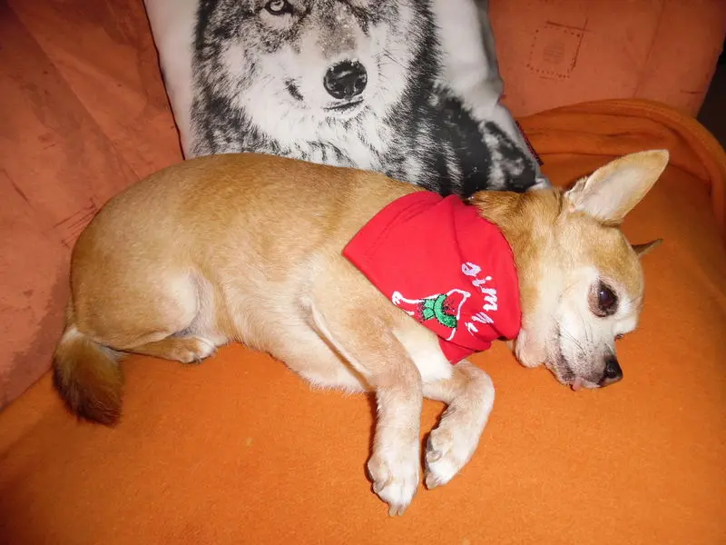 Andachtsbild von Dein Frauchen Irene und Jule