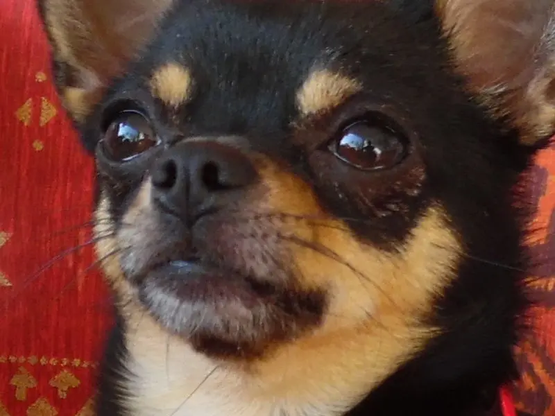 Andachtsbild von Gute Nacht Rosen für meinen Freund JIMMY von deiner kleinen Jule