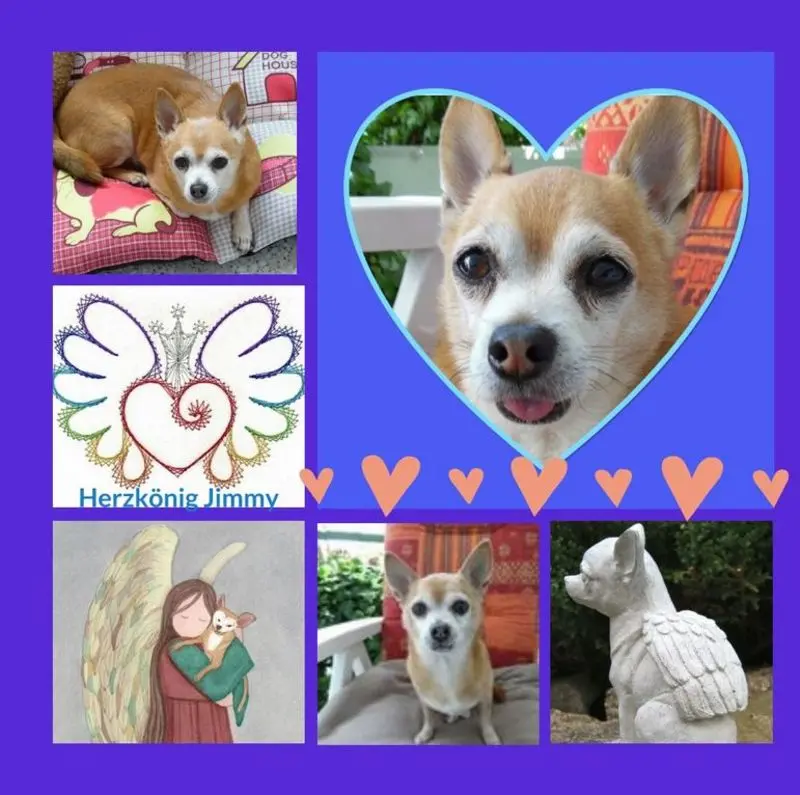 Andachtsbild von Eine Rose für Jimmy zum 3. Sternchentag