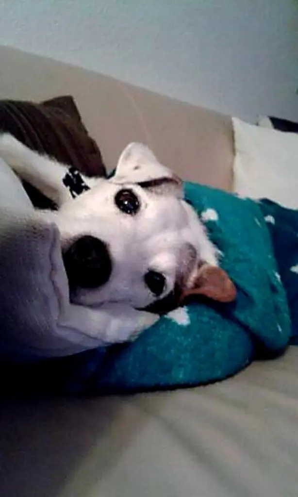 Andachtsbild von Kerstin mit Gismo im Herzen