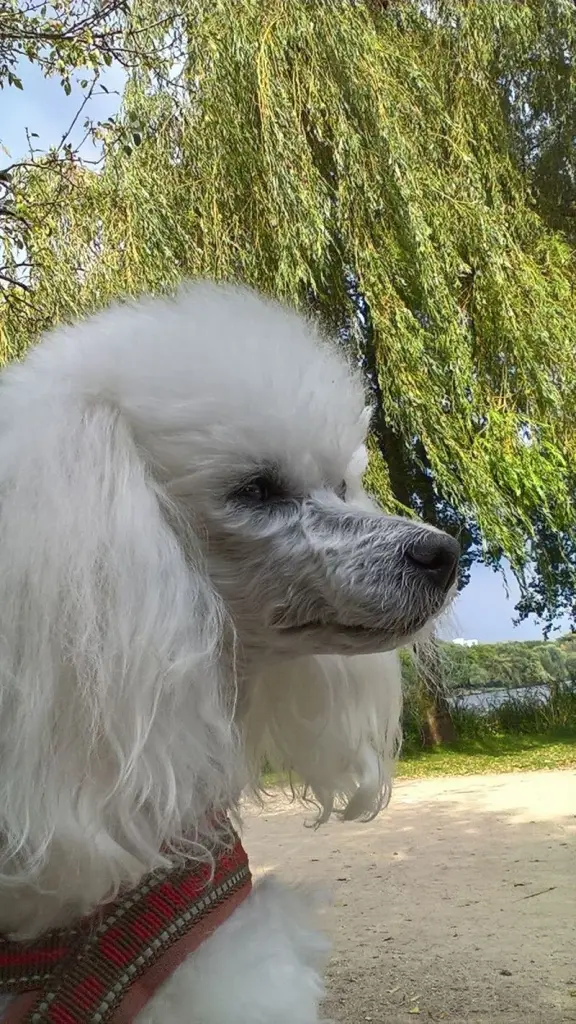 Andachtsbild von Henryka mit Banka