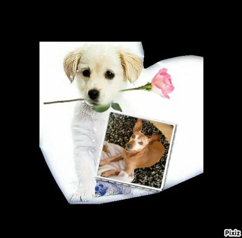 Andachtsbild von Purzel aus dem Regenbogenland