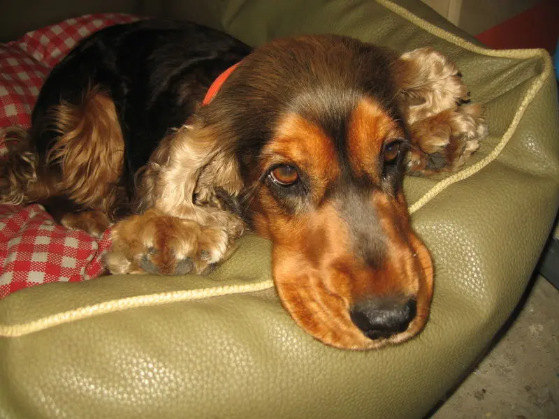 Andachtsbild von Christine mit Amy tief im❤️(verst.13.11.2020)