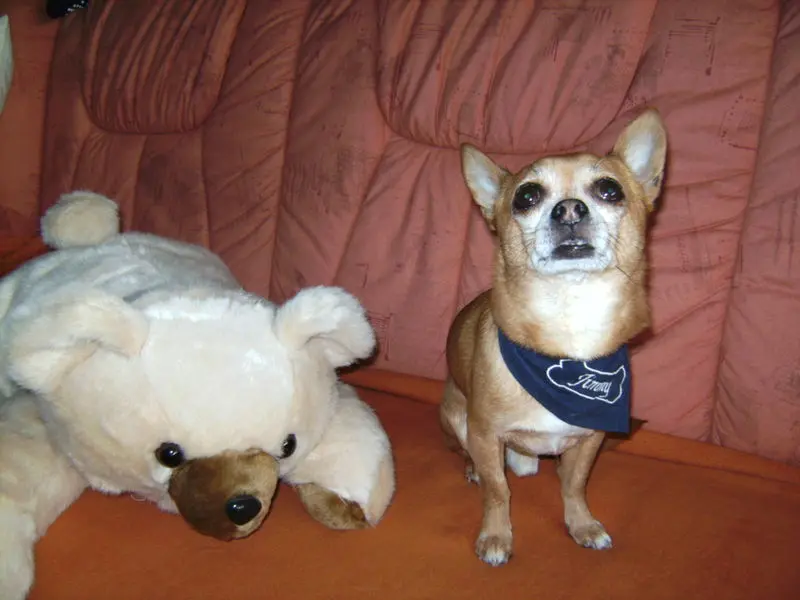 Andachtsbild von Dein Frauchen Irene ; 169 Wochen ohne dich mein Herz-König *JIMMY*