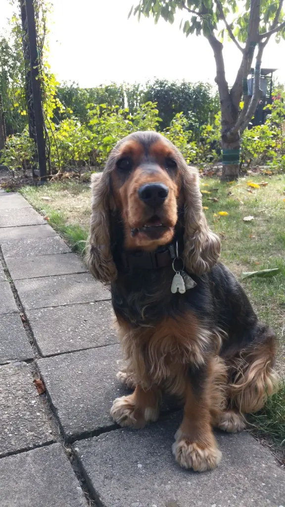 Andachtsbild von Christine mit Amy tief im❤️(verst.13.11.2020)