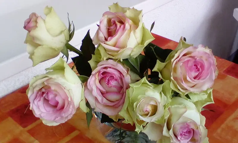 Andachtsbild von Für mein ❤️ auf vier Pfõtchen mein Jimmy