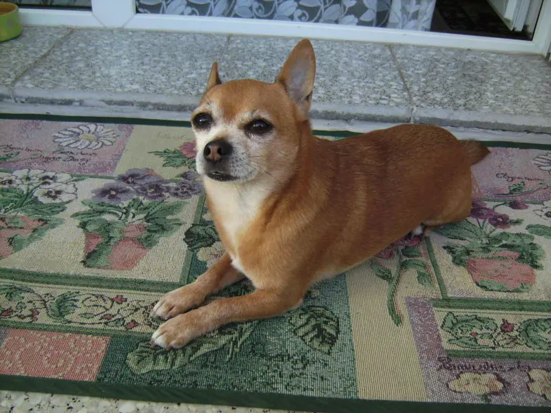 Andachtsbild von für meinen Herz-König von Frauchen