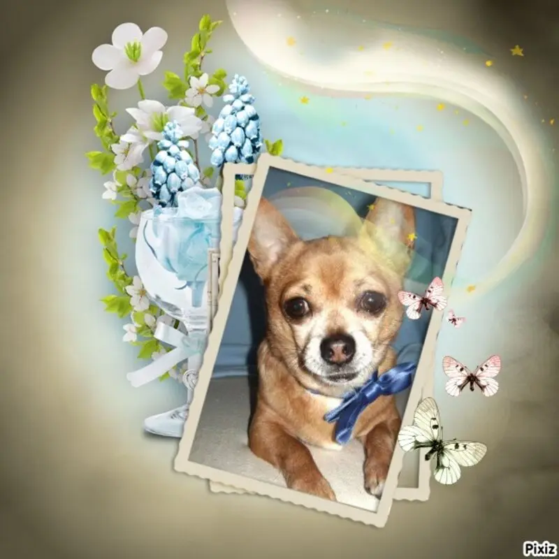 Andachtsbild von Patricia mit Bunny