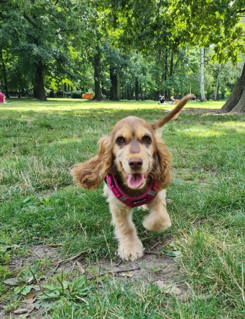 Andachtsbild von Christine mit Amy tief im❤️(verst.13.11.2020)
