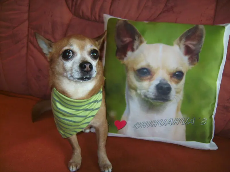 Andachtsbild von Dein Frauchen Irene ******* 3 1/2 Jahre ohne dich mein Seelenpfötchen !