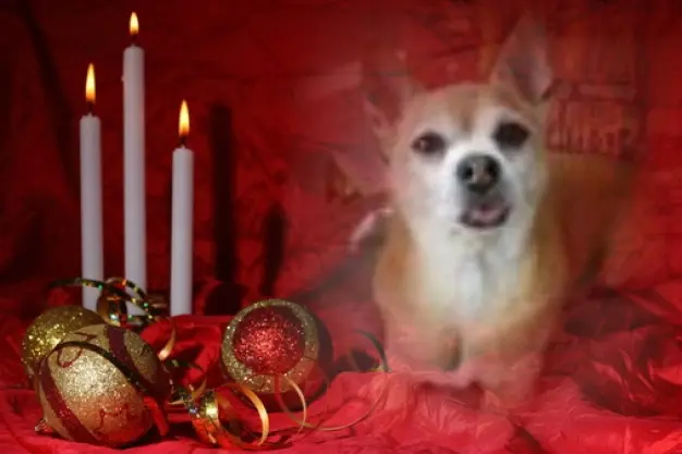 Andachtsbild von Patricia mit Bunny