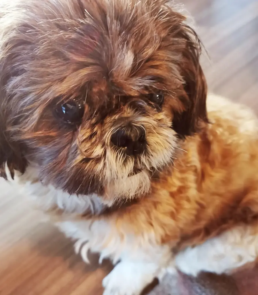 Andachtsbild von Jutta mit Nemo im ❤ 