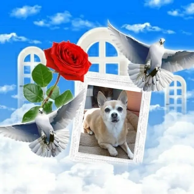 Andachtsbild von Sternchenpost ⭐