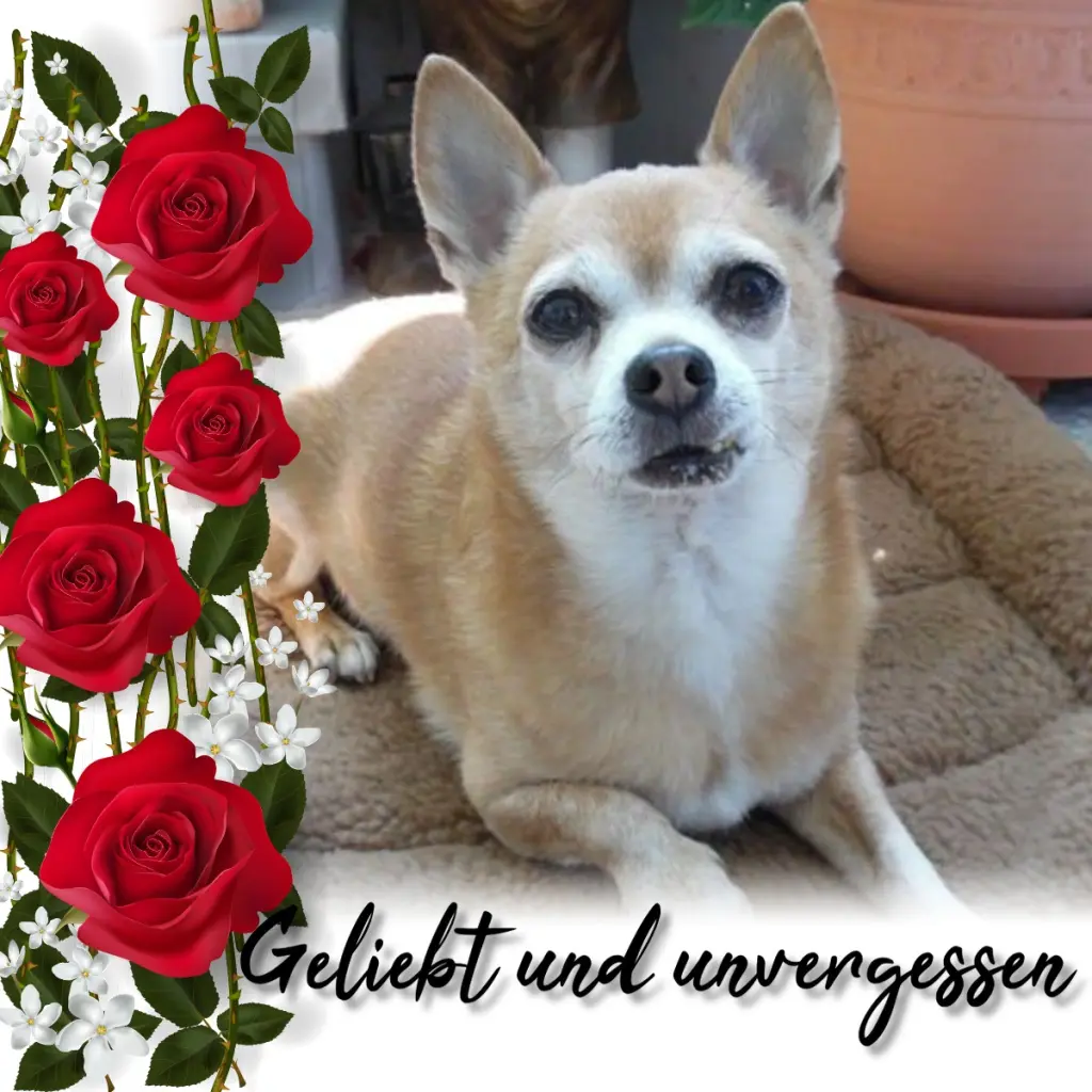 Andachtsbild von Sternchenpost ⭐