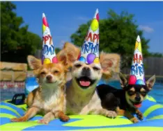 Andachtsbild von Rosen für Jimmy zum 17. Geburtstag