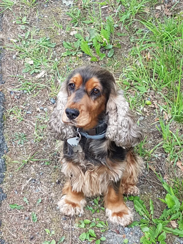 Andachtsbild von Christine mit Amy tief im Herzen(verst.13.11.2020)