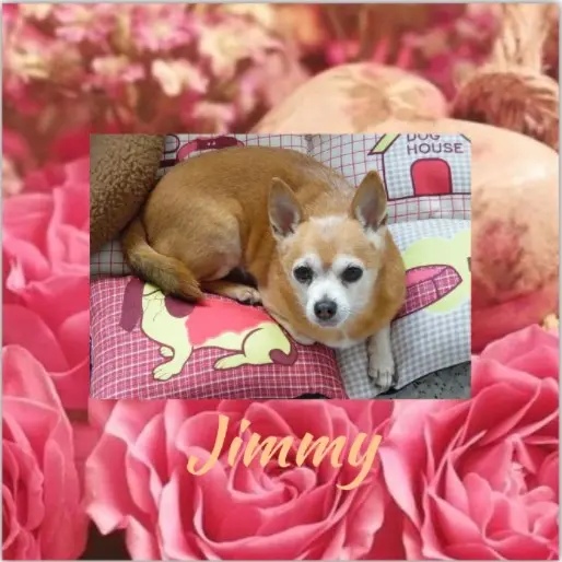 Andachtsbild von Rosen für Jimmy zum 4. Sternchen-Tag