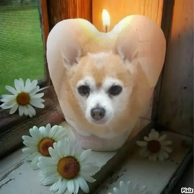 Andachtsbild von Andrea mit Minki im ♥️ gest. 19.10.2020