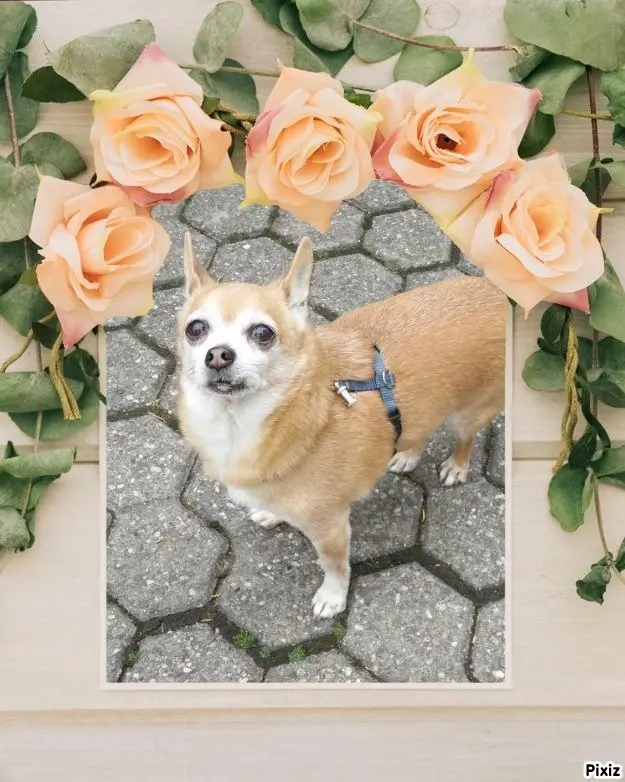 Andachtsbild von Sternchenpost ⭐