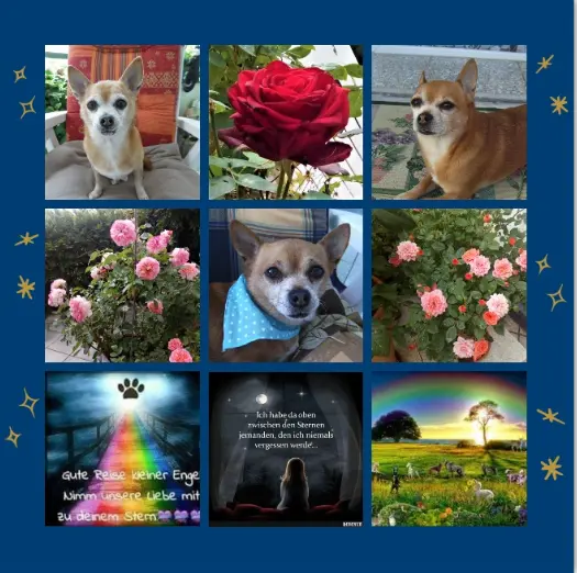 Andachtsbild von Rosen für Jimmy zum 5. Sternchen-Tag