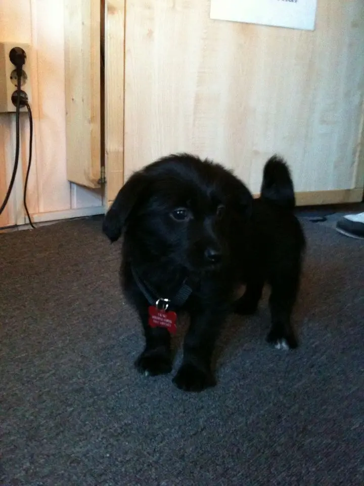 Bild von Trixi