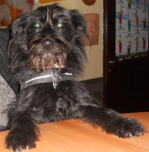 Bild von Trixi