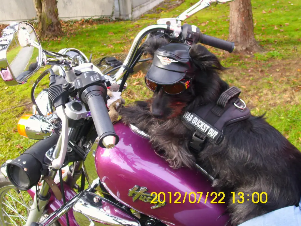 Bild von Trixi