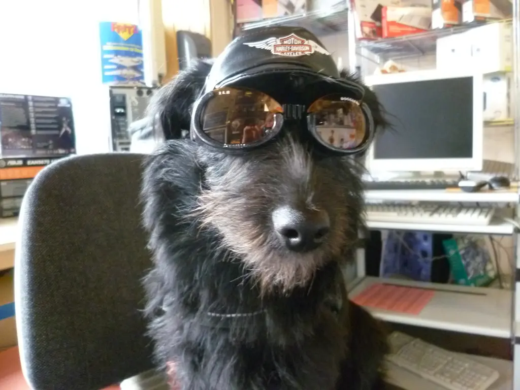 Bild von Trixi