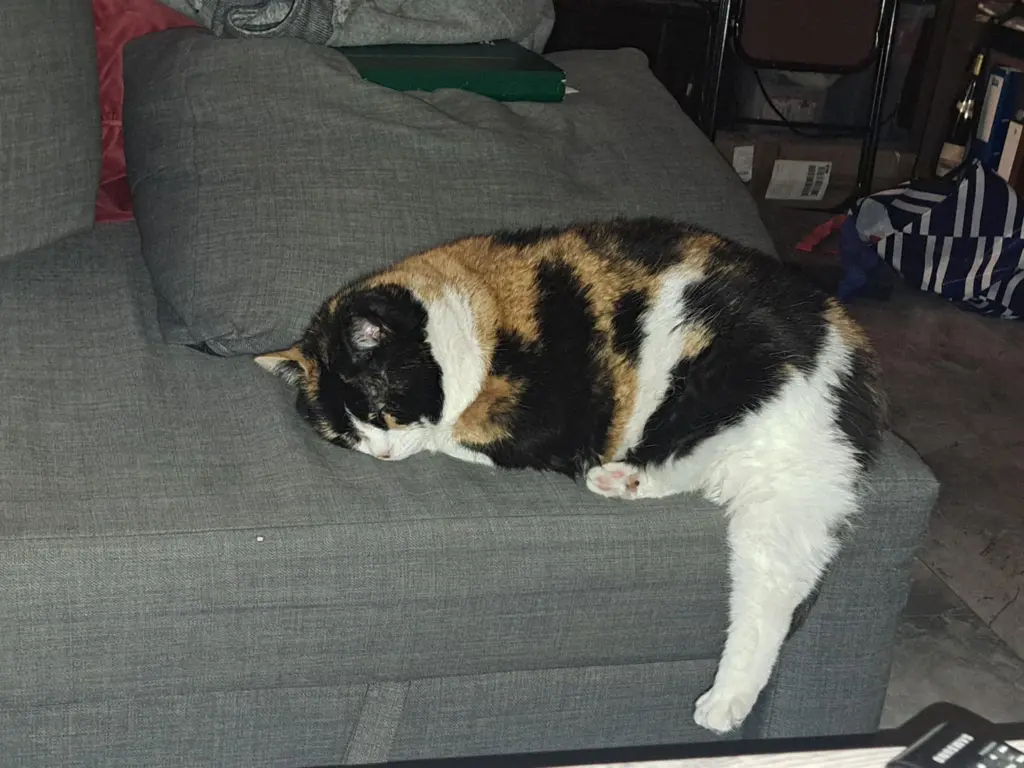 Bild von Schnuppe ( Sunny)