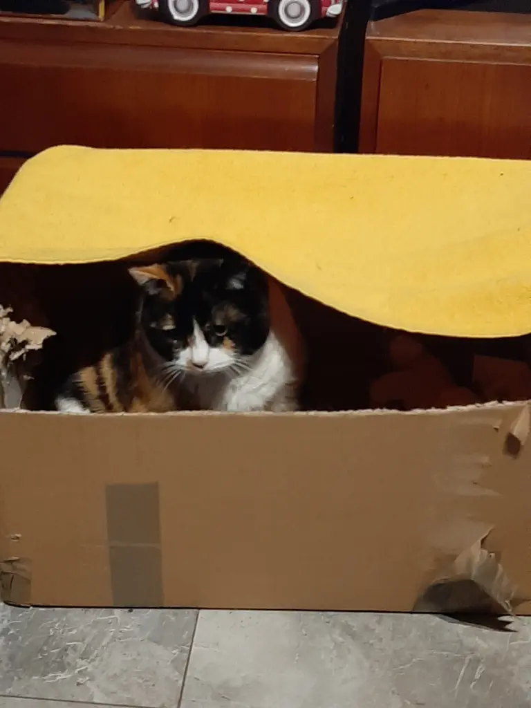 Bild von Schnuppe ( Sunny)
