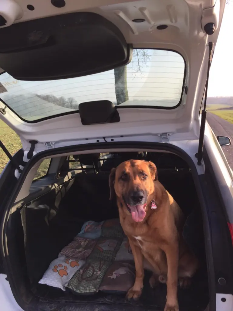 Bild von Balu