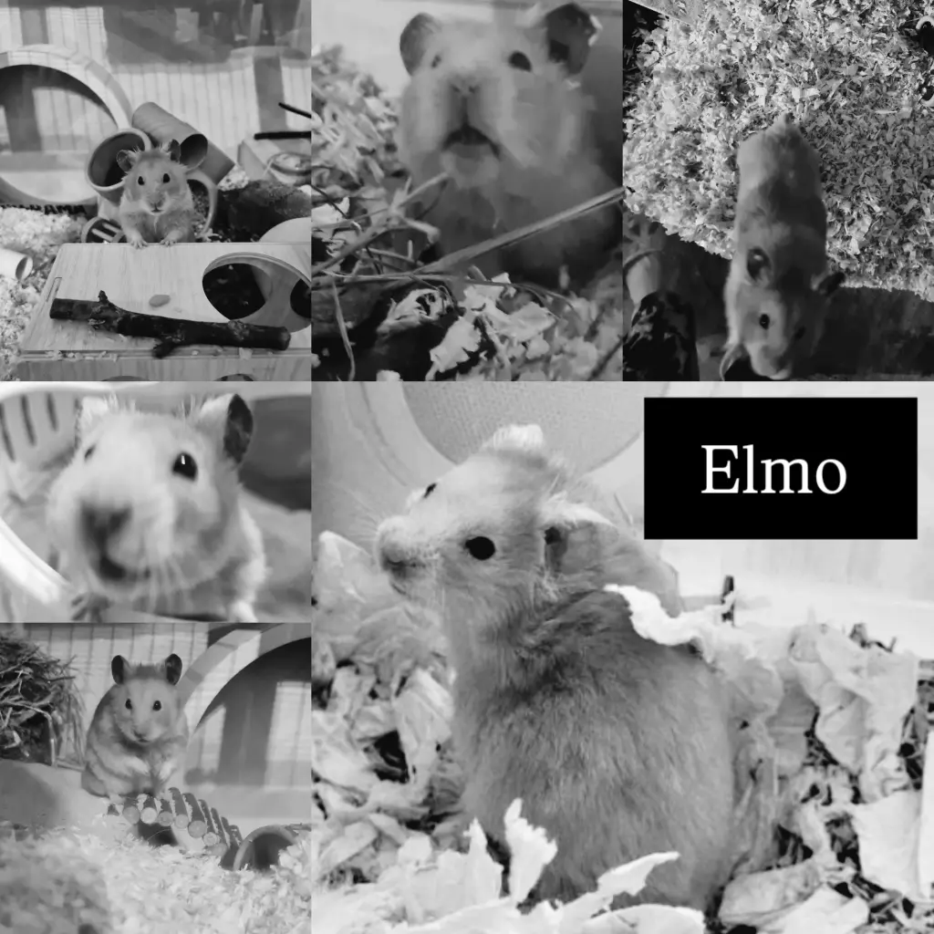 Bild von Elmo