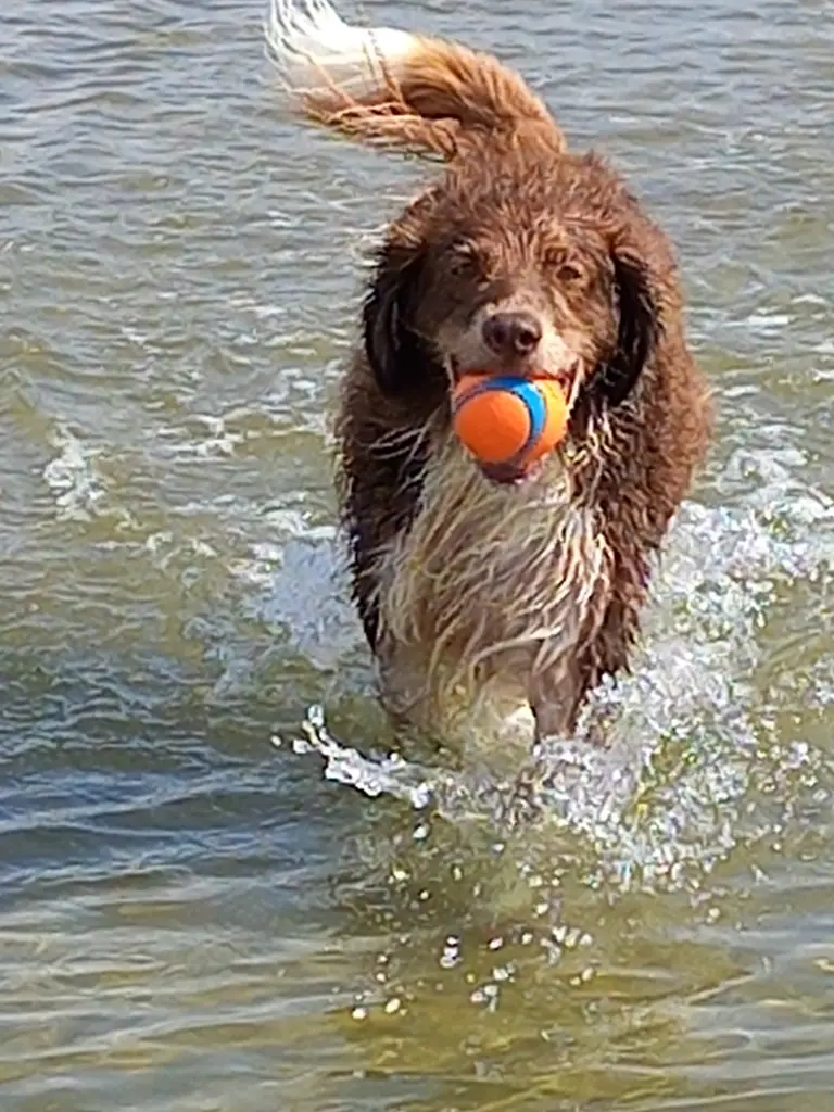 Dein geliebter Ball, er durfte mit ins Regenbogenland