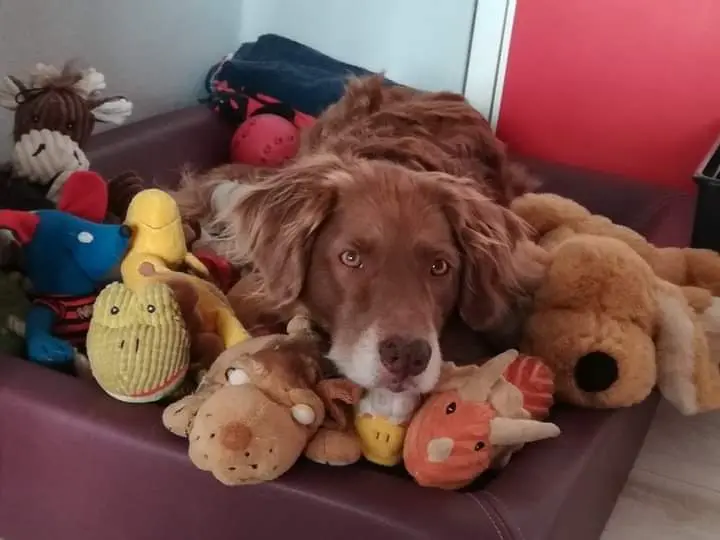 Jetzt passt Frauchen auf deinen Zoo auf