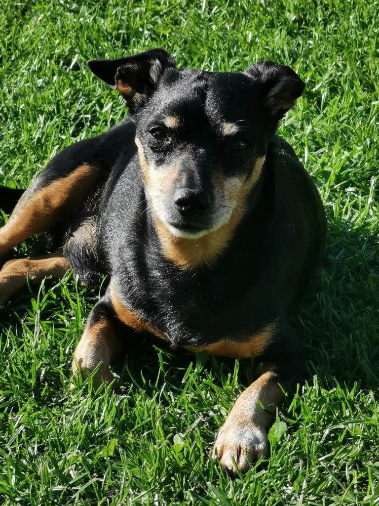 Bild von Rambo