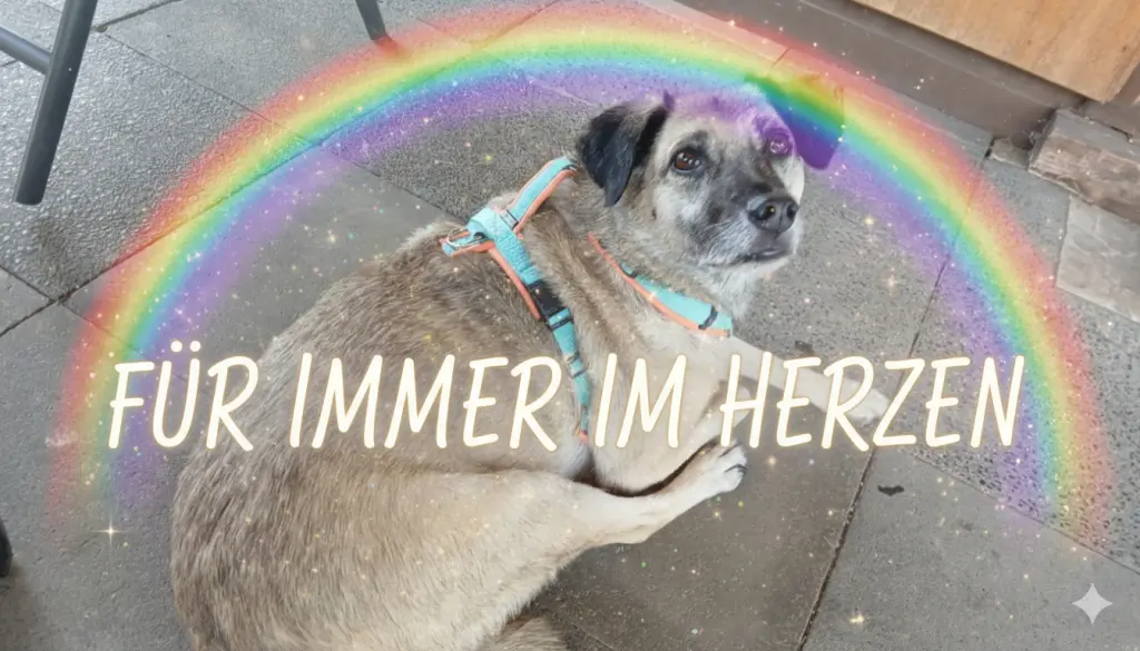 Bild von Dodo