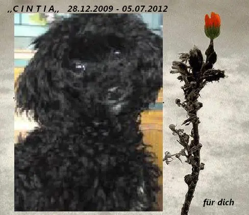 Image from Cintia