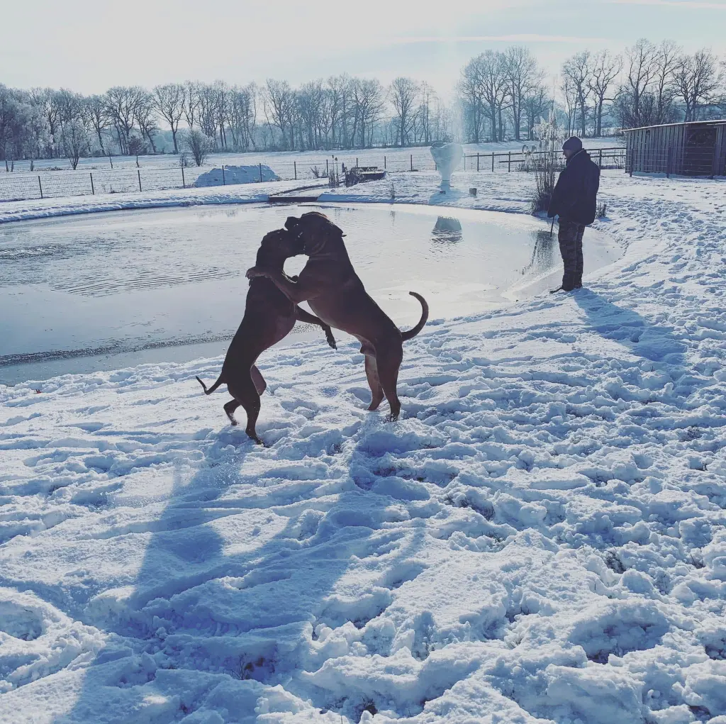 Deine große Liebe, Carru