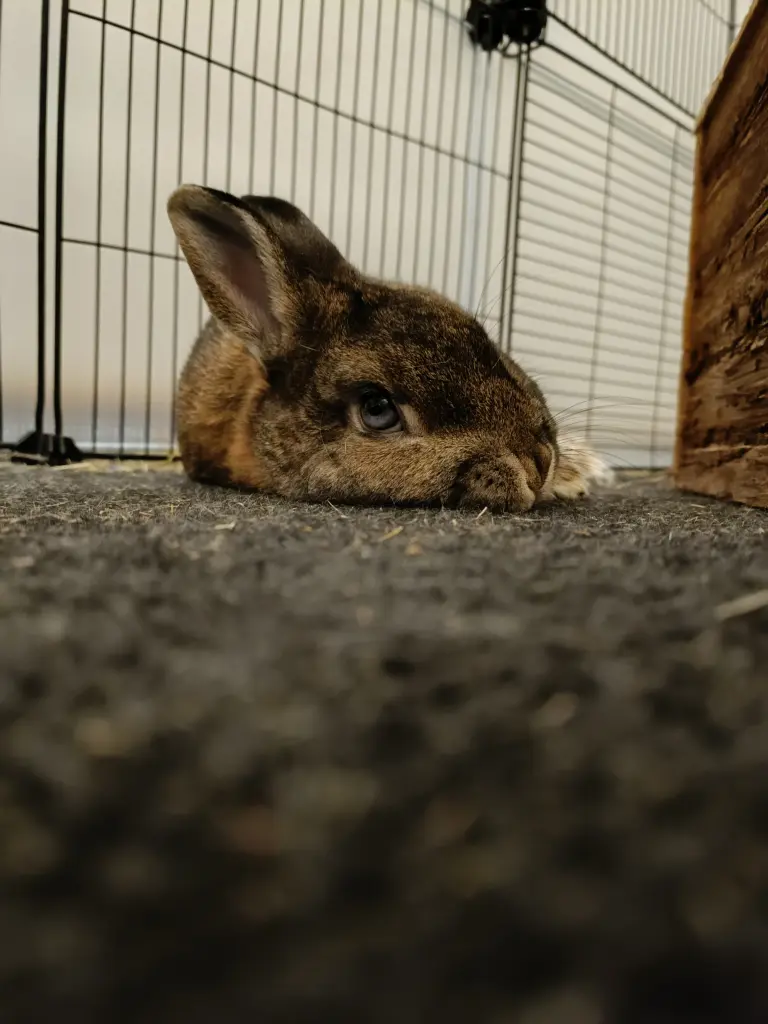 Meine Fotogene Maus ❤️