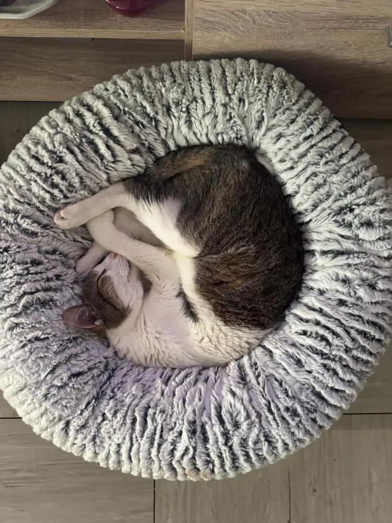 Kleiner Croissant